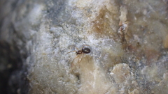 Didectoprocnemis cirtensis