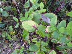 Hypericum androsaemum