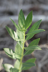 Stillingia sylvatica