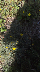 Coreopsis verticillata