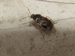 Deraeocoris