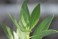 Stillingia sylvatica