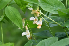 Lathyrus gmelinii