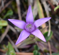 Gentianella