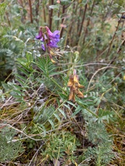 Vicia nervata