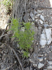 Galium boreale