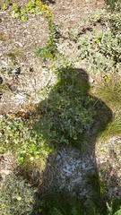 Baptisia sphaerocarpa