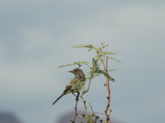 Vireo bellii