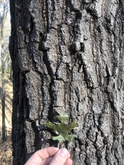 Quercus ellipsoidalis