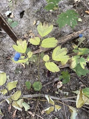 Caulophyllum thalictroides