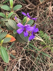 Tibouchina