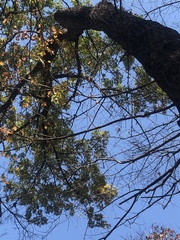 Quercus ellipsoidalis