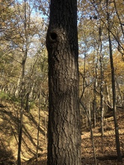 Quercus ellipsoidalis