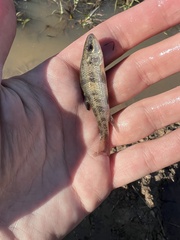 Erimyzon claviformis