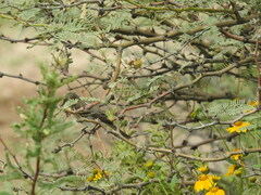 Vireo bellii