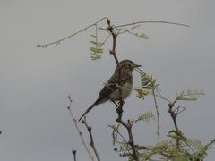 Vireo bellii