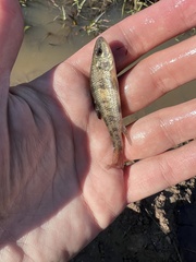 Erimyzon claviformis