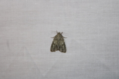 Acronicta