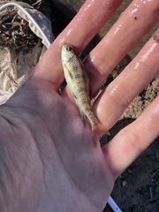 Erimyzon claviformis