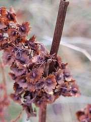 Rumex stenophyllus