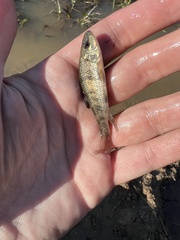 Erimyzon claviformis