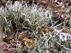 Cladonia ecmocyna