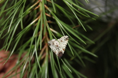 Harrisimemna trisignata