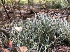 Cladonia ecmocyna