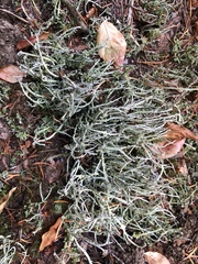 Cladonia ecmocyna