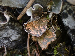 Illosporium carneum