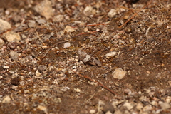 Oedipoda caerulescens