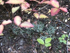 Cladonia ecmocyna