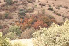 Acer monspessulanum