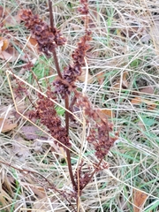 Rumex stenophyllus