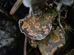 Illosporium carneum