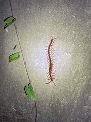 Scolopendra