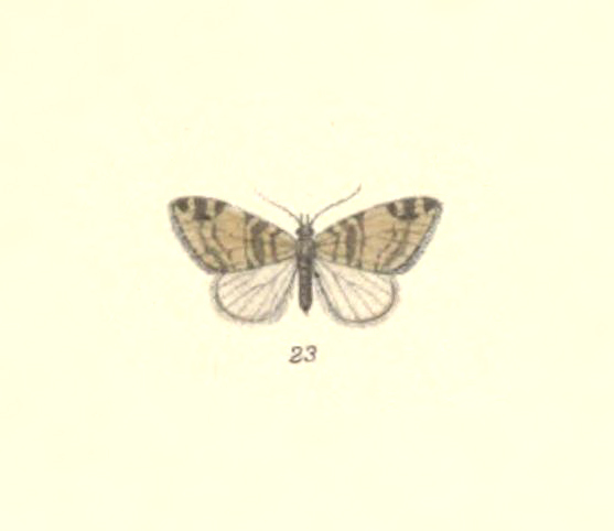 Hydriomena pronax