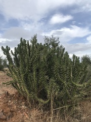 Austrocylindropuntia