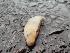 Arion hortensis