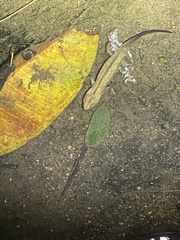 Paramesotriton hongkongensis