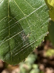 Araniella displicata