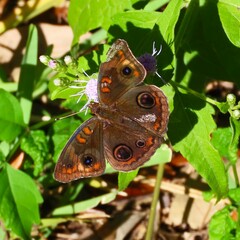 Junonia stemosa