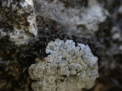 Toninia candida