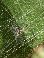 Araniella displicata