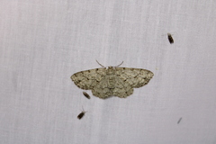 Ectropis crepuscularia