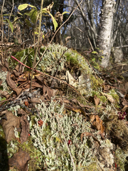 Cladonia squamosa