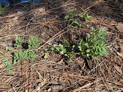 Indigofera spicata