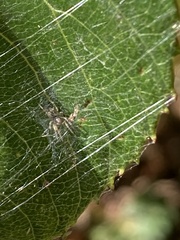 Araniella displicata