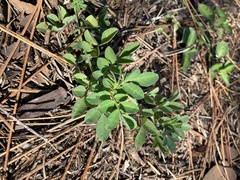 Indigofera spicata