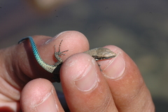 Iberolacerta monticola